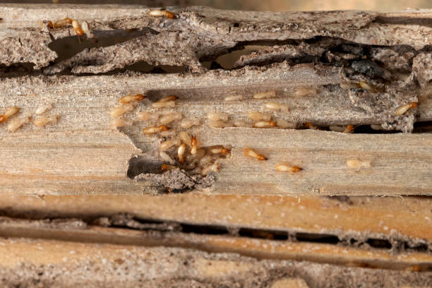 Reliable Dahlgren, VA Pest Control Solutions